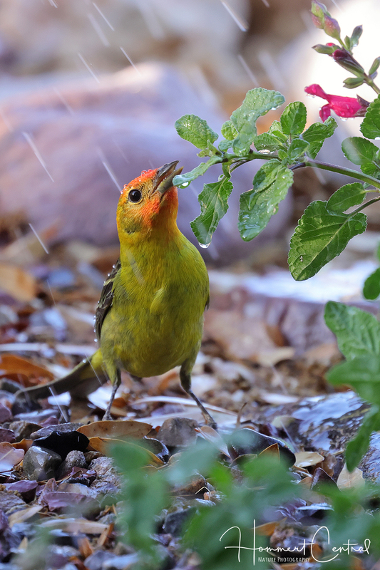 Western Tanager (05).jpg