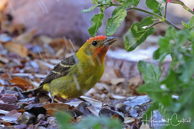 Western Tanager (06).jpg