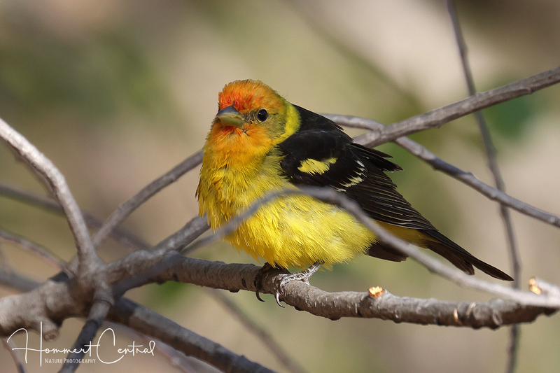 Western Tanager (07).jpg