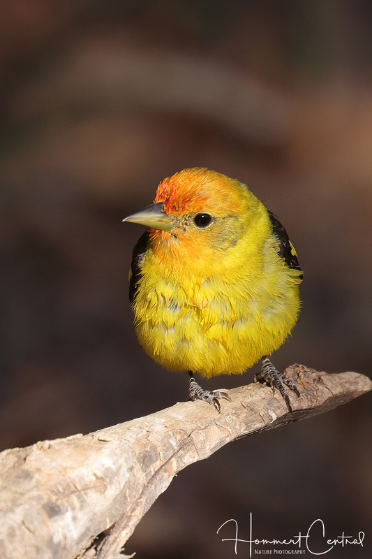 Western Tanager (08).jpg