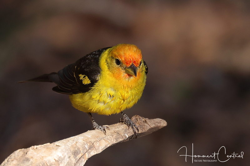 Western Tanager (09).jpg
