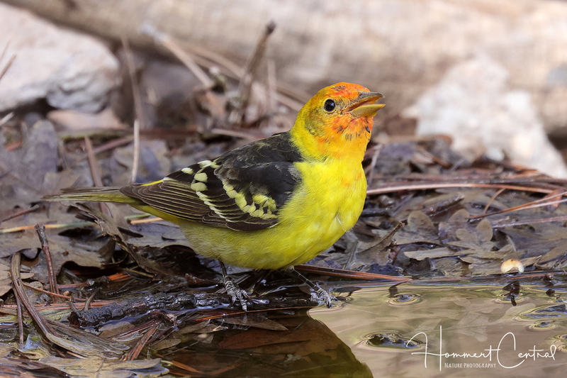 Western Tanager (11).jpg