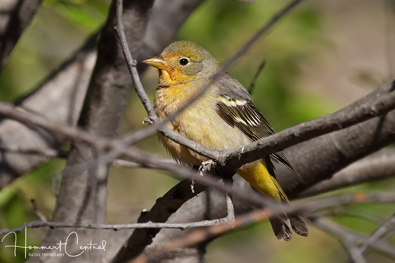Western Tanager (female) (03).jpg