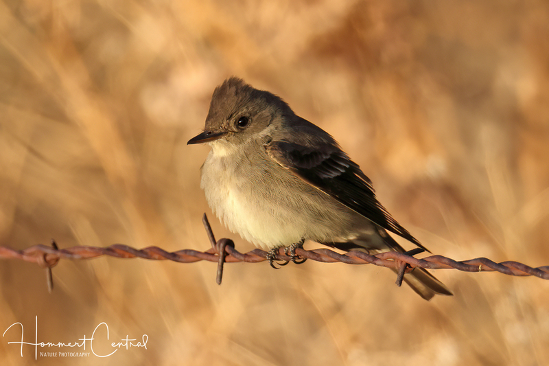 Western Wood-Pewee (05).jpg