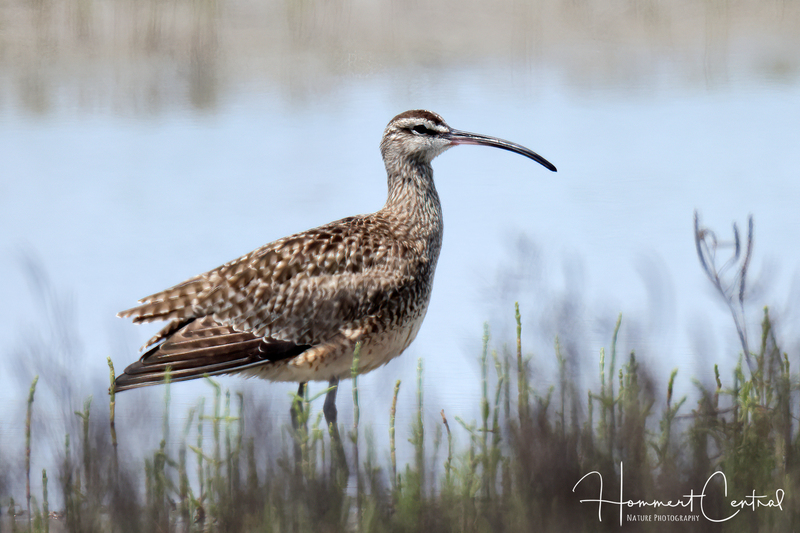 Whimbrel (09).jpg
