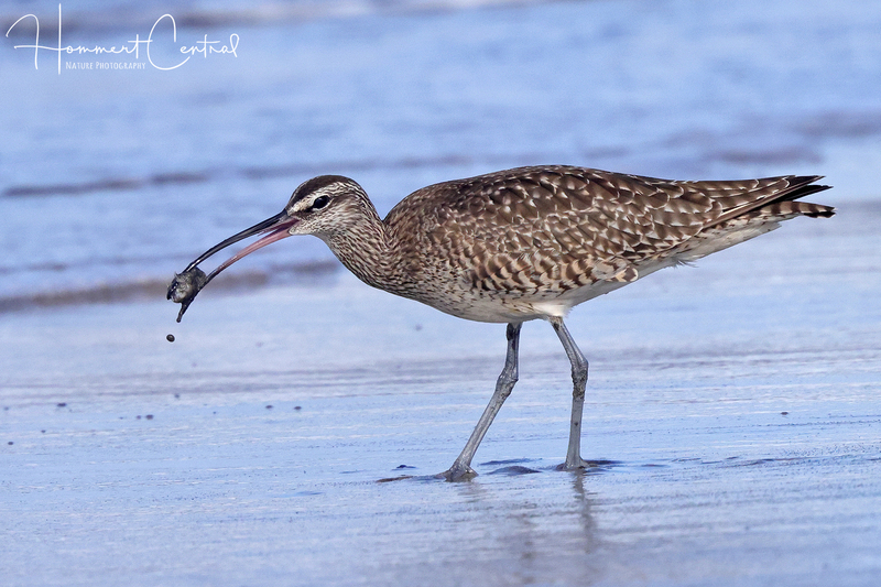 Whimbrel (10).jpg