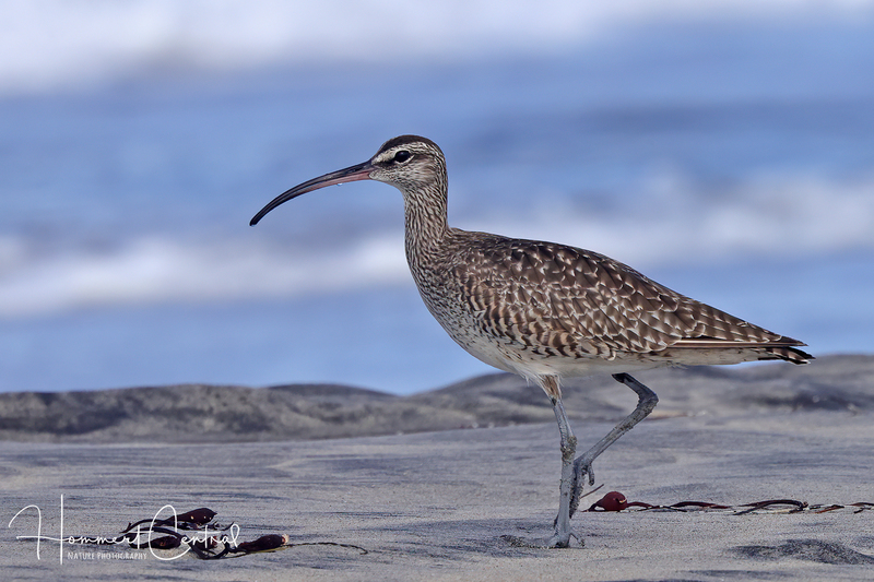Whimbrel (11).jpg