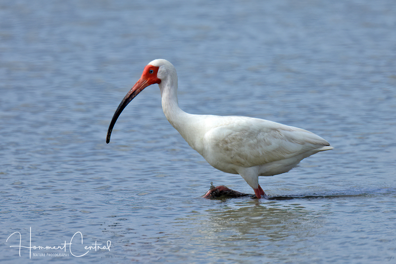 White Ibis (32).jpg