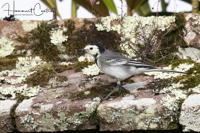 White Wagtail (03).jpg
