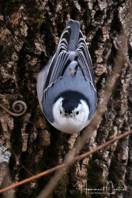 White-breasted Nuthatch (06).jpg