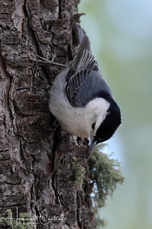White-breasted Nuthatch (interior West) (02).jpg