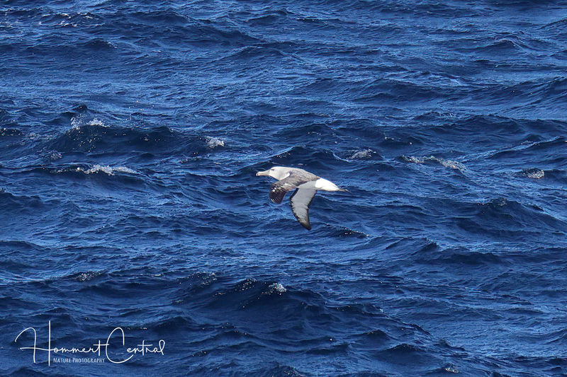 White-capped Albatross (01).jpg
