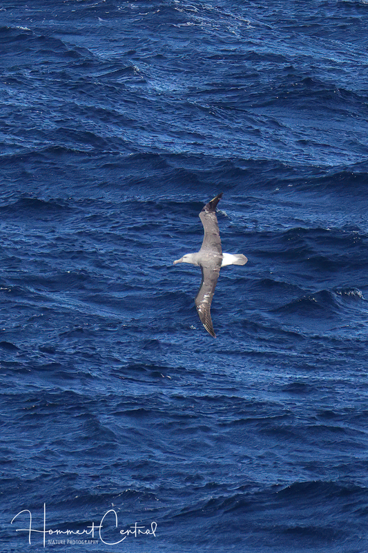 White-capped Albatross (02).jpg