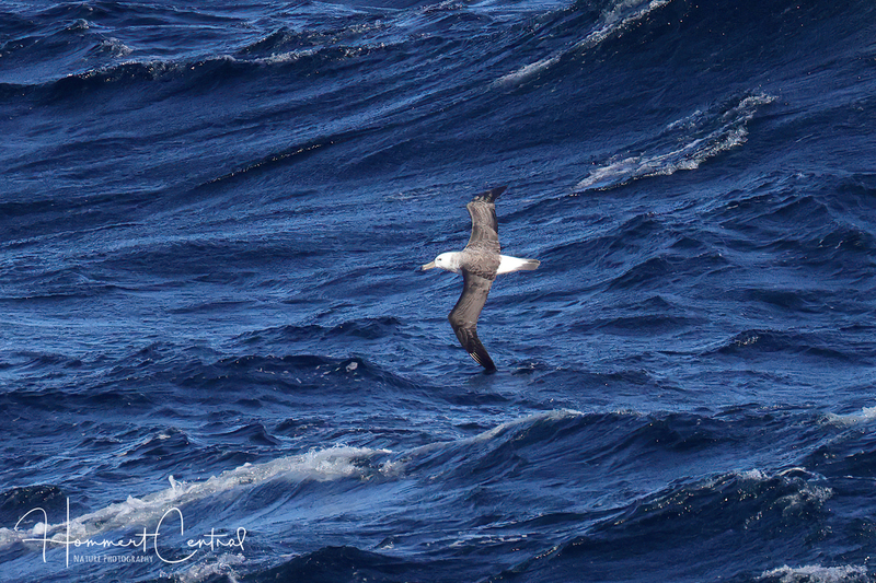 White-capped Albatross (03).jpg