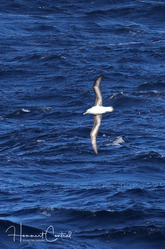 White-capped Albatross (04).jpg