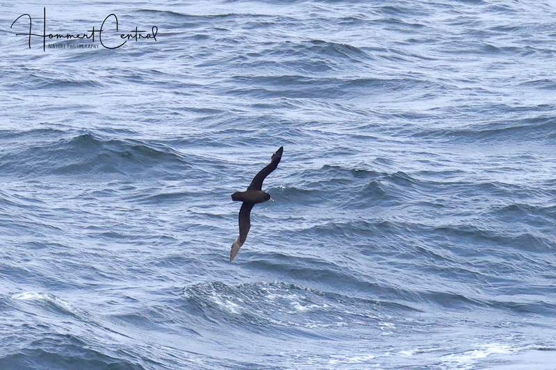 White-chinned Petrel (01).jpg