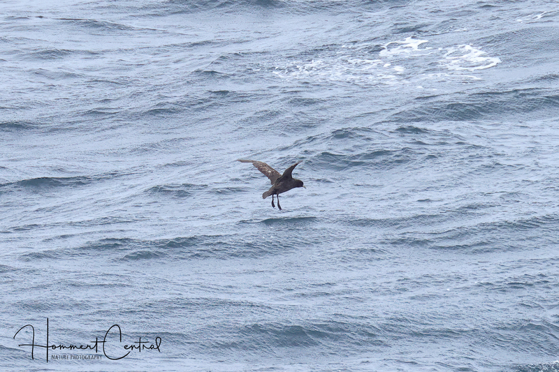 White-chinned Petrel (02).jpg