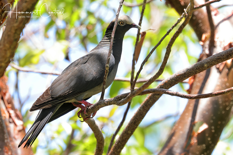 White-crowned Pigeon (04).jpg