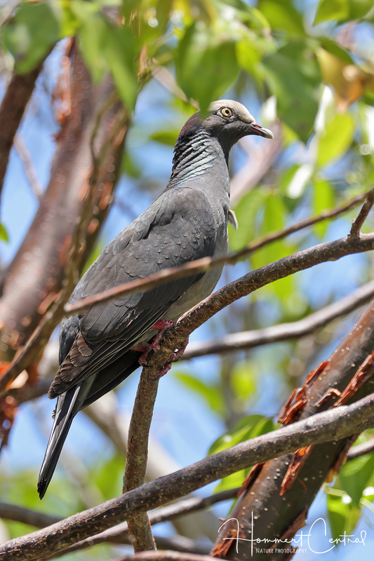 White-crowned Pigeon (05).jpg