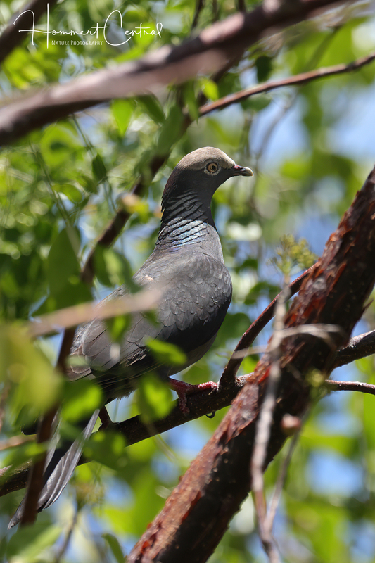 White-crowned Pigeon (06).jpg