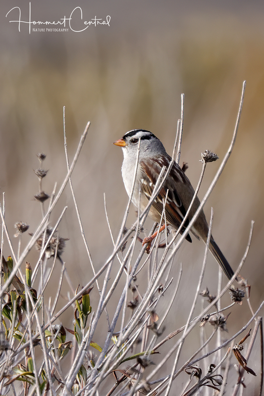 White-crowned Sparrow (09).jpg
