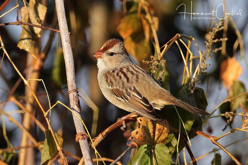 White-crowned Sparrow (first winter) (07).jpg
