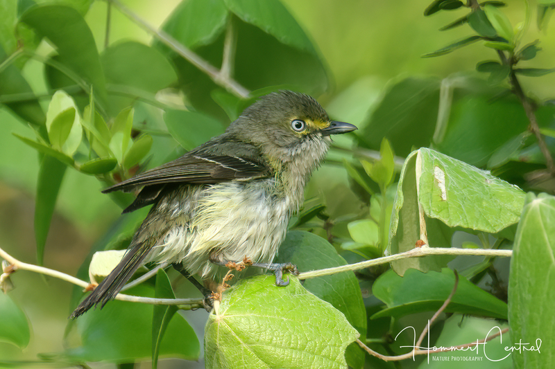 White-eyed Vireo (20).jpg