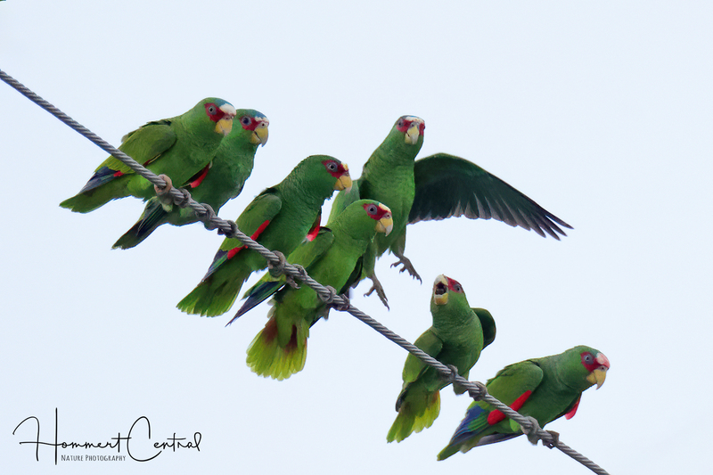 White-fronted Parrot (02).jpg