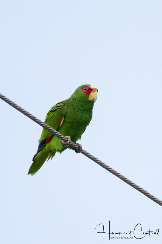 White-fronted Parrot (03).jpg
