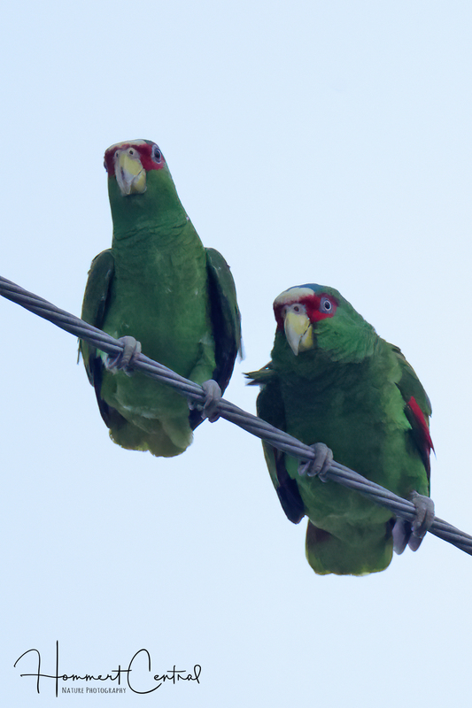 White-fronted Parrot (04).jpg