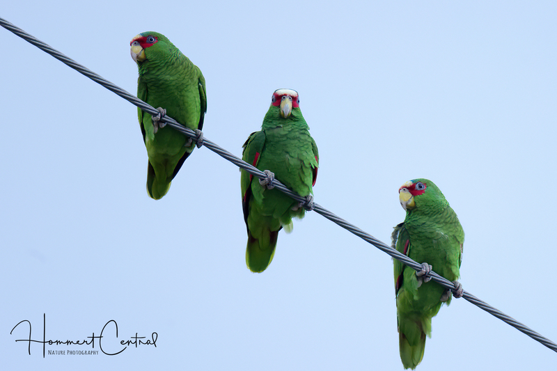 White-fronted Parrot (05).jpg
