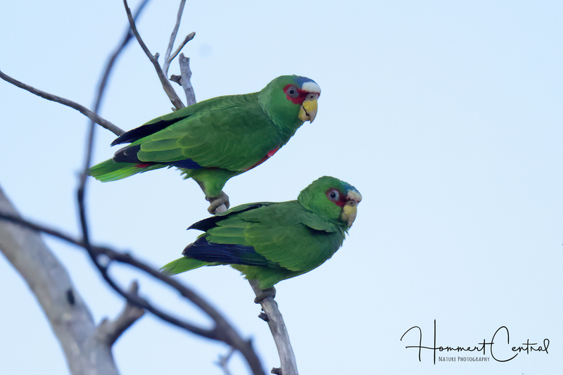 White-fronted Parrot (06).jpg