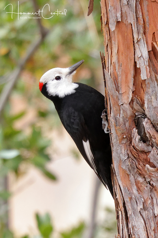 White-headed Woodpecker (01).jpg