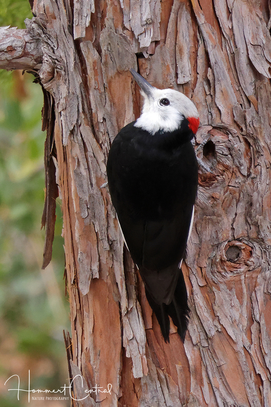 White-headed Woodpecker (02).jpg