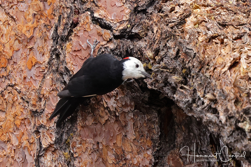 White-headed Woodpecker (03).jpg