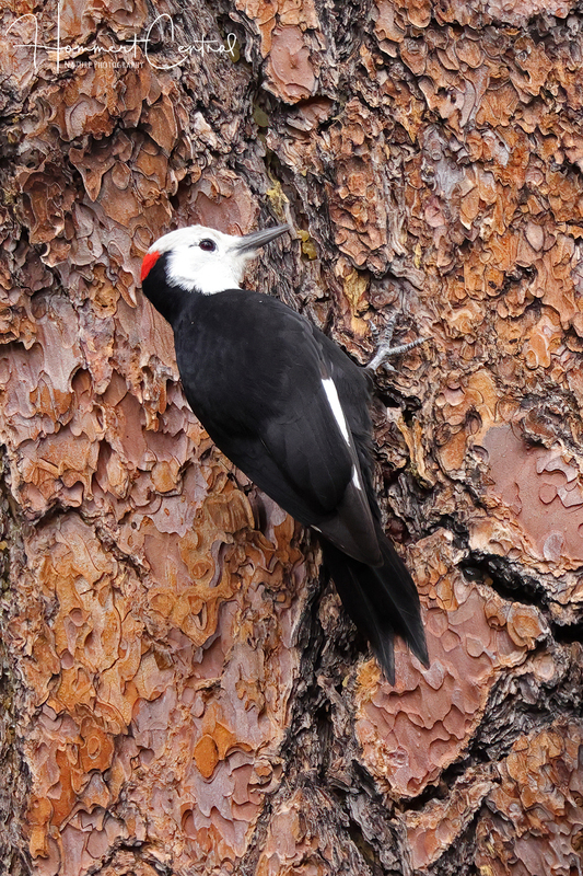 White-headed Woodpecker (04).jpg