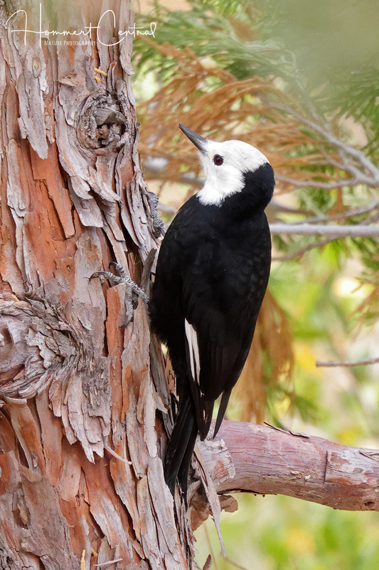 White-headed Woodpecker (female) (01).jpg