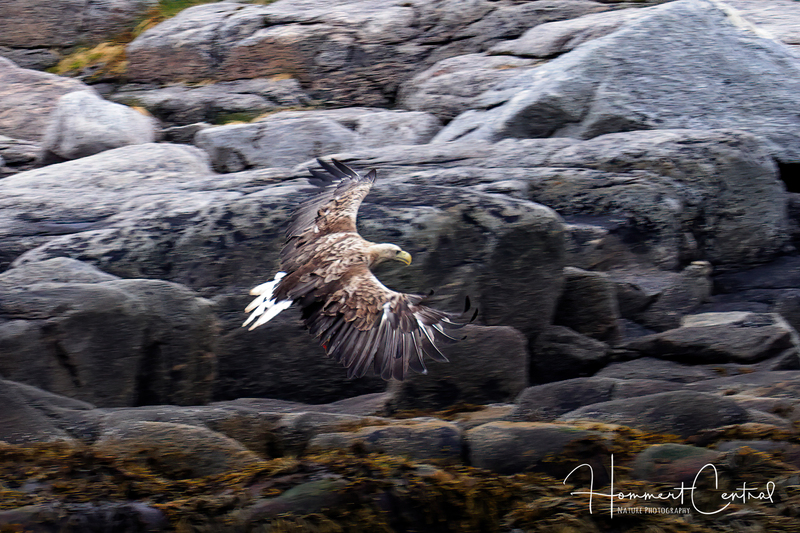 White-tailed Eagle (03).jpg