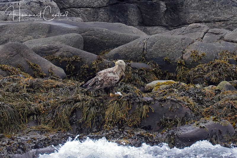 White-tailed Eagle (04).jpg