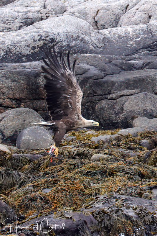 White-tailed Eagle (05).jpg