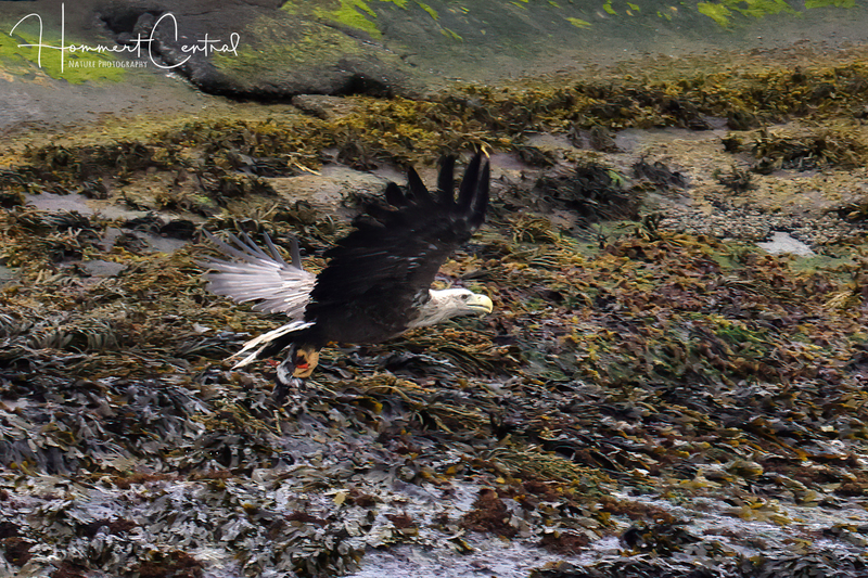 White-tailed Eagle (06).jpg