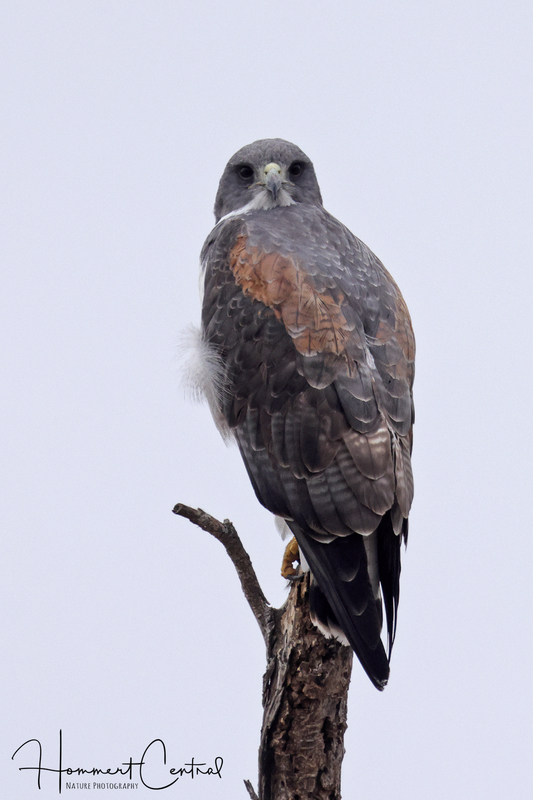White-tailed Hawk (03).jpg