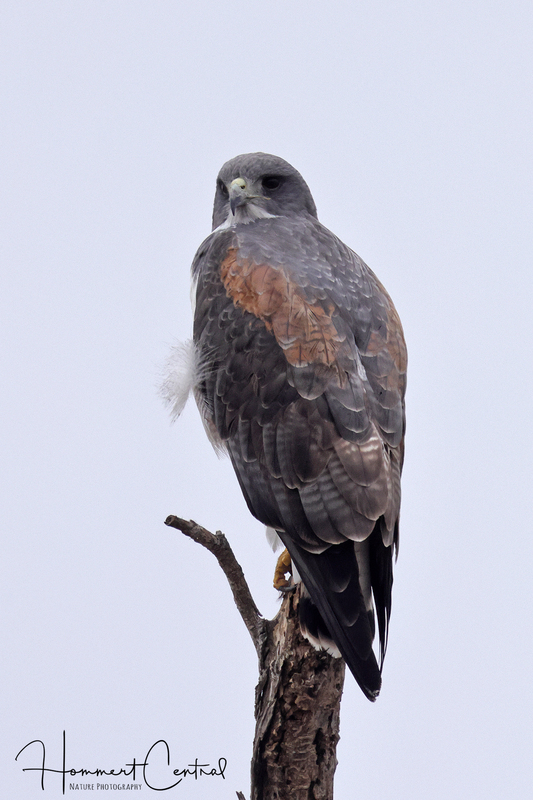 White-tailed Hawk (04).jpg