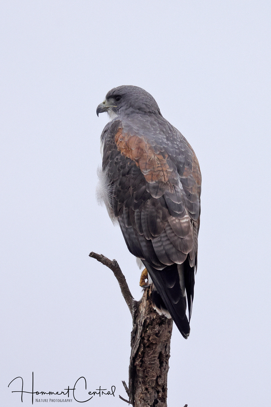 White-tailed Hawk (05).jpg