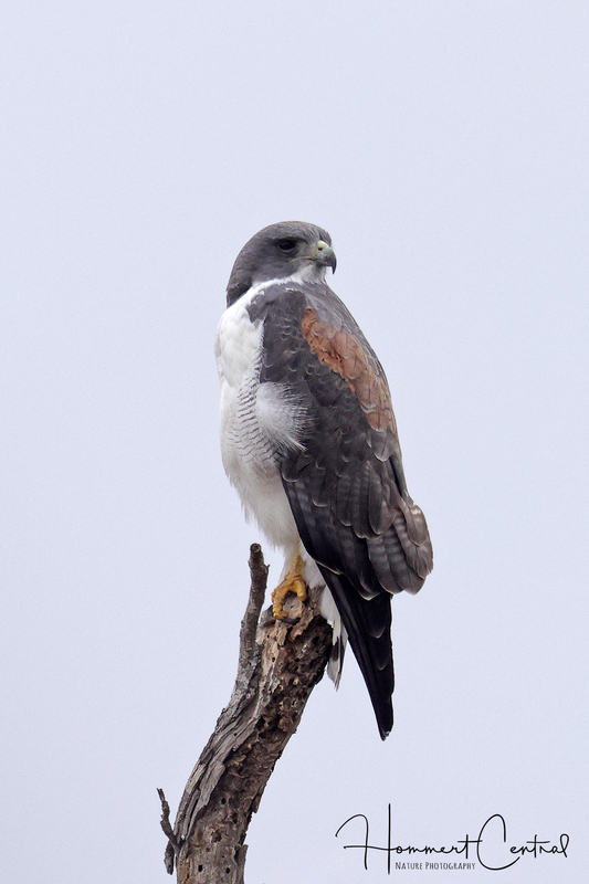 White-tailed Hawk (06).jpg