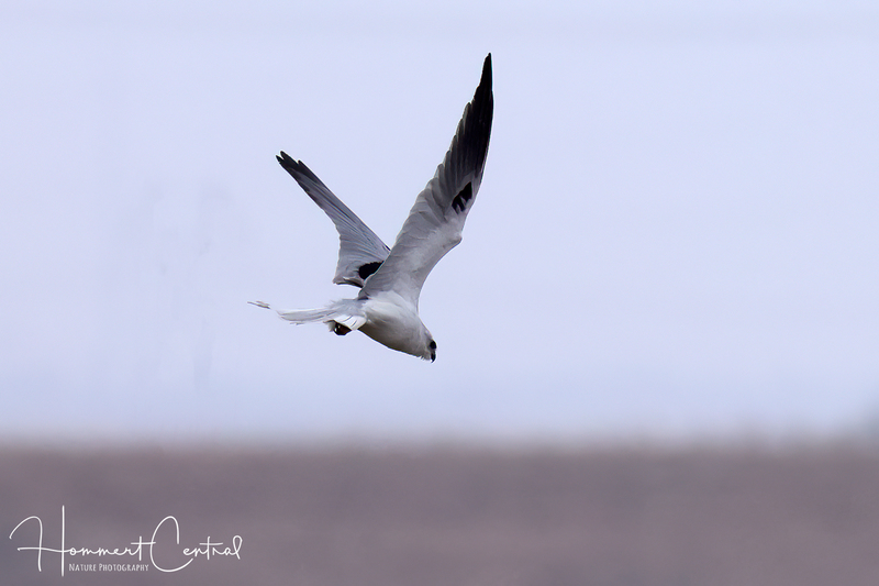 White-tailed Kite (03).jpg