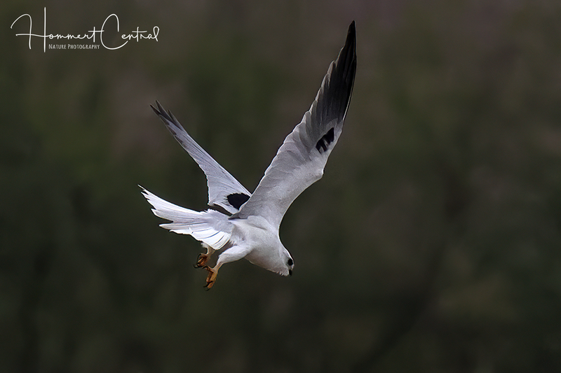 White-tailed Kite (04).jpg