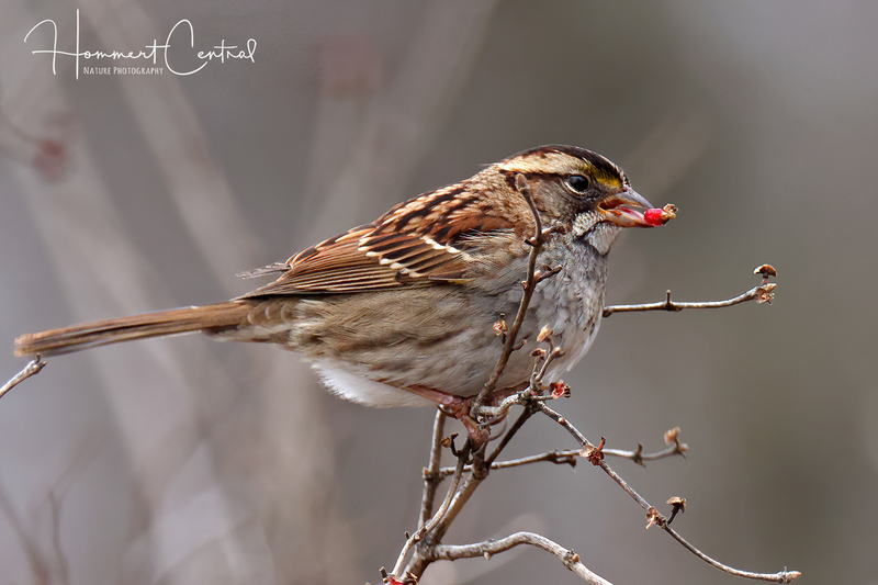 White-throated Sparrow (12).jpg