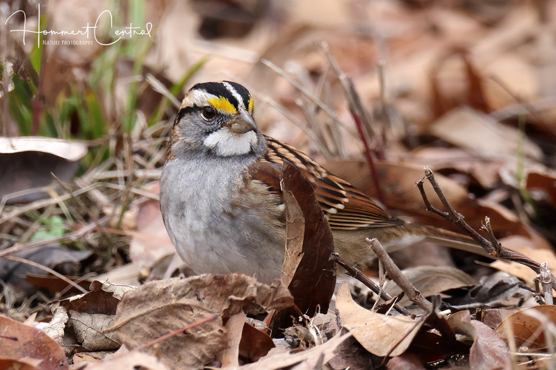 White-throated Sparrow (13).jpg