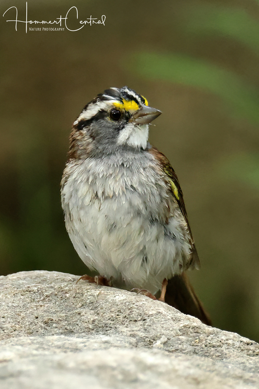 White-throated Sparrow (14).jpg